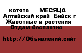 котята 1,5 МЕСЯЦА - Алтайский край, Бийск г. Животные и растения » Отдам бесплатно   